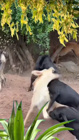 Dog Gets Mouthful of Sand Thanks to His Buddy. #FunnyDog #DogFails #DogLife #DogPlaytime #DogAccident #DogsOfTikTok #PetFunnyMoments #AnimalVideos #DogLovers #ViralDogVideo #FYP #ViralVideo #PetTok #ComedyPets #DogFun #PetContent #CuteDogs #DogPrank #UnluckyDog #DogSurprise