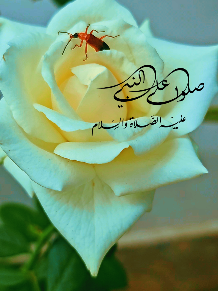 صلوا على رسول الله ❤️  #صلوا_على_رسول_الله #صلى_على_رسول_الله_صل_الله_عليه_وسلم #ان_الله_وملائكته_يصلون_على_النبي #عليه_افضل_الصلاه_والسلام #محمد_رسول_الله #الجمعه #دعاء #ستوريات #اكسبلور #اكسبلوووور #فوريو #اكسبلوررررررررر #لايك_فولو #فوريو #اكسبلورررررررررررررررررررر #لايك #السعودية #مصر_العراق_الاردن_سوريا_الخليج #السعوديه_الرياض_جده_الشرقيه_ابها_مكه #الرياض_جده_مكه_الدمام_المدينه #السعودية_الكويت_مصر_العراق_لبنان #ترند_تيك_توك #ترندات_تيك_توك #جده_الكويت_مكه_ينبع #الرياض_جده_مكه_الدمام_المدينه #ترند #ترند_تيك_توك #explore #explorer #foryou #fyp #foryoupage #فوريو_foryo #fyppppppppppppppppppppppp #fypage #like #saudiarabia #explorepage 