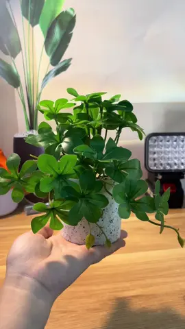 Có ai yêu mấy em nhỏ xưn này như tui k 🥰☘️☘️☘️#decor #xuhuong #dexuat #hottrend #tienich #trending #keşfet #affiliate 