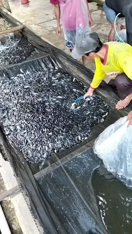 bibitunggul#rankpauah #semogaberkahamin #fyppppppppppppppppppppppp 