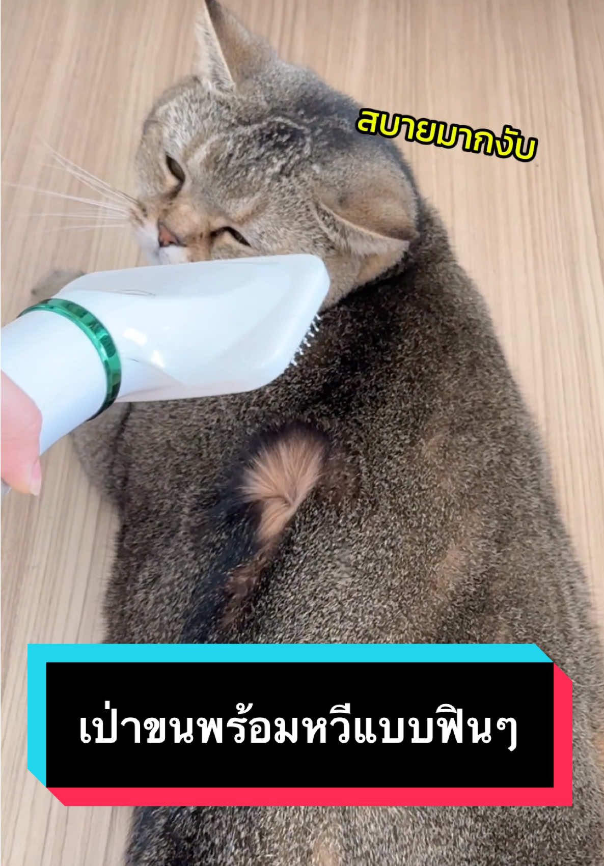 เป่าพร้อมหวี มีฟินจนเคลิ้มเลยงับ 🐱🐈 #มู้ดดี้แมวแสบ #แมว #แมวน่ารัก #สวนสัตว์tiktok #หวีเป่าขนสัตว์เลี้ยง #ของใช้แมว #cat #catsoftiktok 