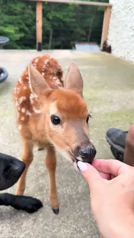 #UnlikelyFriends #DogAndDeer #FawnFriends #WholesomeContent #TooCute #AnimalBesties #InterspeciesLove #NatureMeetsNurture #DogLife #WildlifeWonder #CutenessOverload #FurryAndFawny #BambiAndBuddy #UnexpectedFriendship #ViralAnimals