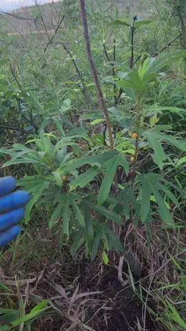 hoàng kỳ nam cách phân biệt 