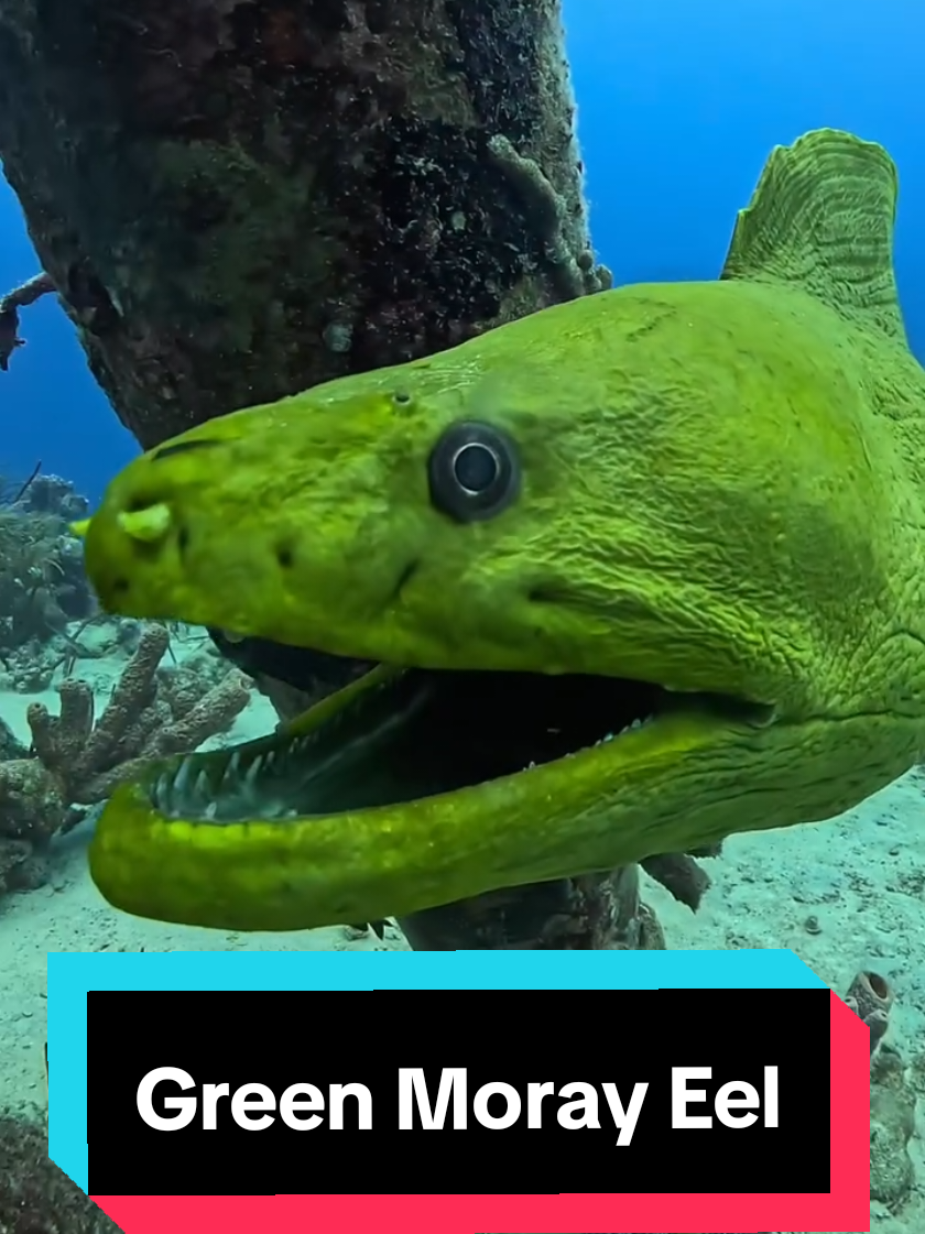 Green Giant Moray Eel attracted to the relection in diver camera! 💚 🎥 by Sijband van't Oever 📌 Bonaire #morayeel #Eel #bonaire #scubadiver #divecompare #oceanlover 