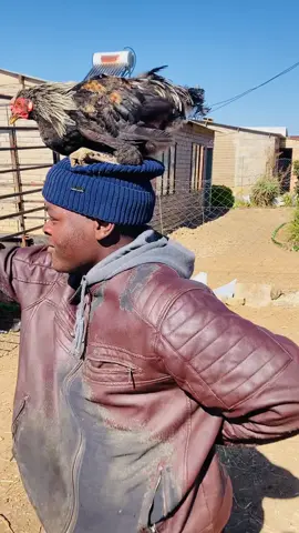 Magumba pt 2😂😂😂😂#fyp #viralvideos #farmlife #foryou #magumba @ZEEKAY 