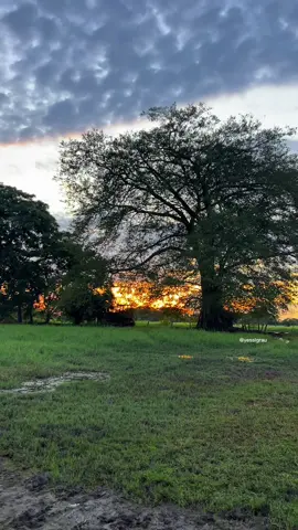 🥰🍃✨#llanuravenezolana #llanos 