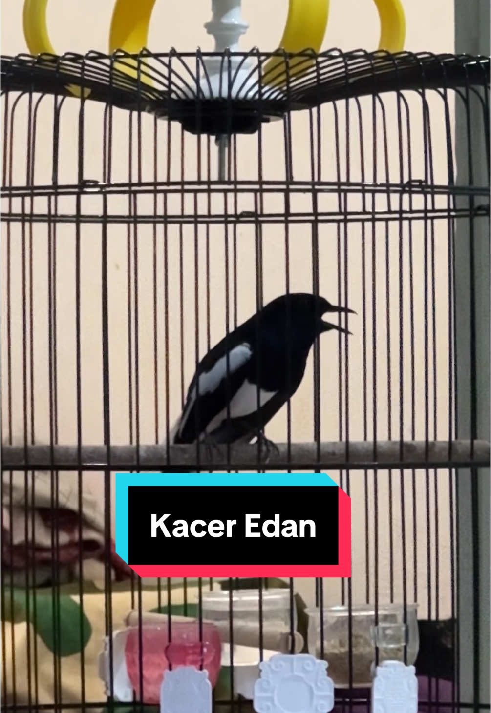 Kacer Koslet  #KacerKoslet #KacerGacor #KacerDor #KacerGacorDor #KacerGilaAksi #KacerJuara #KacerBerkicau #KacerNgekekPanjang #KacerAduGaya #KacerKiller #KacerNgobra #KosletMania #TeamKacerKoslet #KacerMentalPetarung #BurungKicauIndonesia #BirdLovers #KicauMania #GacorMania #BurungGacor #KontesBurung #MasteranKacer #KacerLomba #KicauLokal #KacerIstimewa