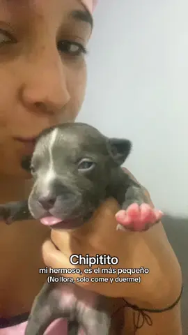 los bebeeeesss  #pitbull #bebesperrunos #aquiestanmisnenas #cachorros #pitbullbebes 