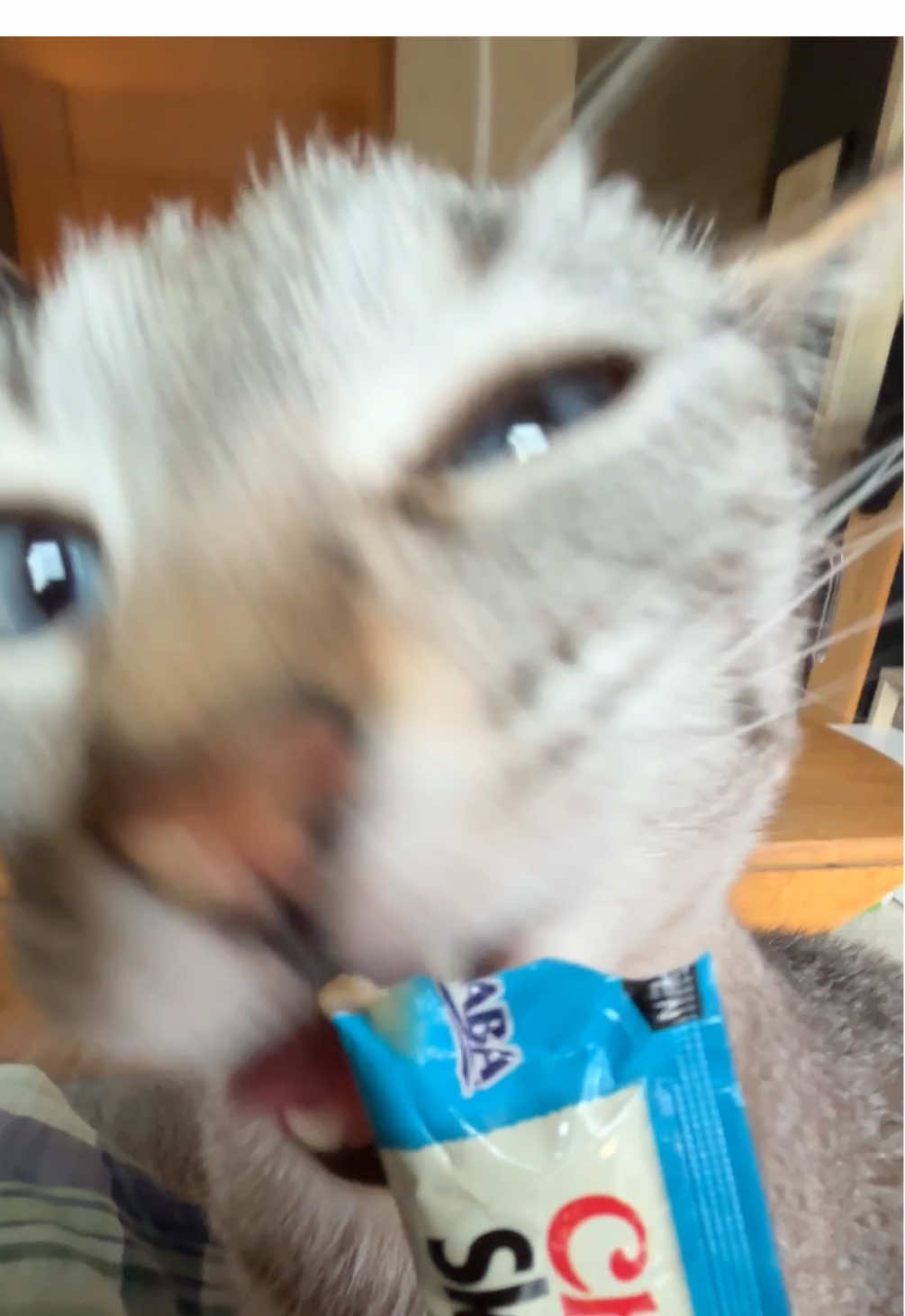 #matchakitty 