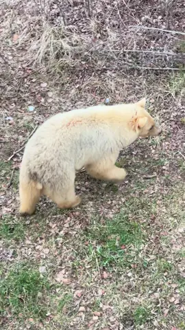 My brother filmed this awesome Blonde/White color phased Black Bear a few years ago. #bear #blackbear #wildlife #alberta #albertawildlife #video 