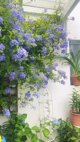 Có giàn hoa thanh xà rũ trước sân thơ vữ ha🌸🥰 #flowers #hoadep #hoacaycanh #hoaleogian #hoathanhxa 