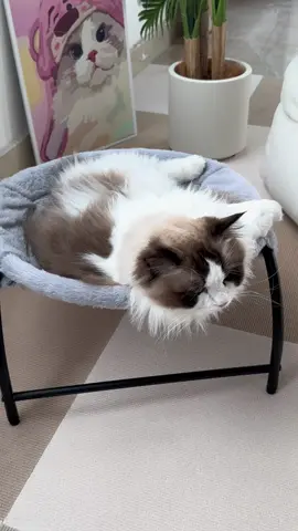 Her new hammock #catbed #cathammock #cutecat #mycat #petsupplies #cat #kitten #catsoftiktok #PetsOfTikTok 