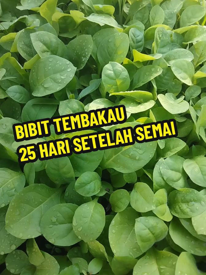 #petanitembakau #tembakau #petanitembakausukses 