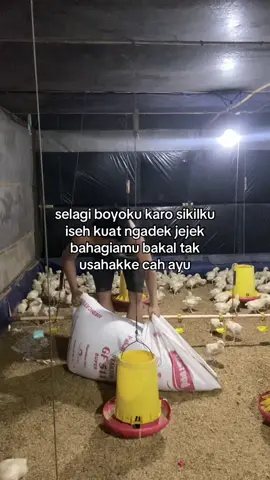 penting siji,jogonen atimu gae awakku.#jowopride #peternakmuda #broiler #ayambroiler #ayampedaging #broilerfarm #abk 