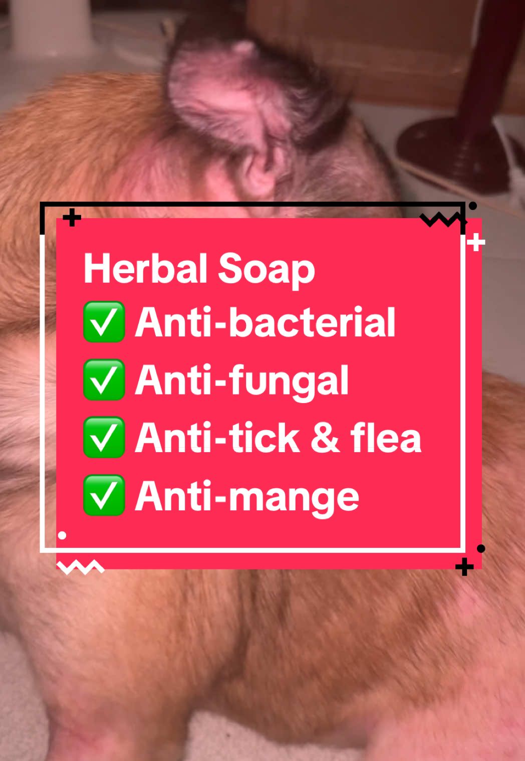 Safe, soothing, and 100% herbal — because your furry friend deserves the best skin care. 🧼🐾 #NaturalPetSoap #petsup #petsupplies #catsupplies #petsupherbalsoap #dogsupplies #fyp #dogsoftiktok #catsoftiktok 