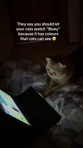She actually watched it 🥹😭 #fyp #tiktok #catsoftiktok #boba #cute #baby #catslovers 