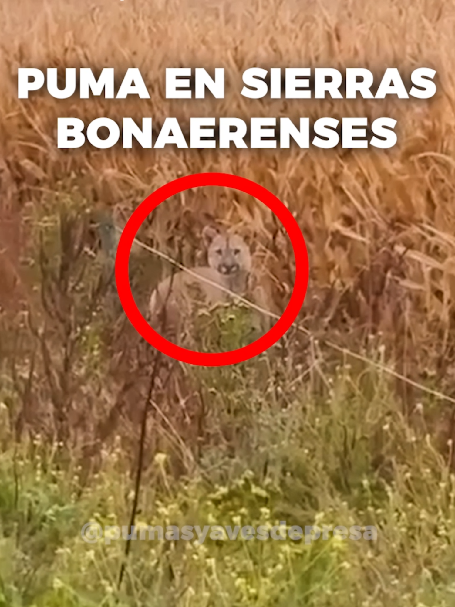 Pumas en Sierras de BSAS 🇦🇷🐆 El puma (Puma concolor), considerado extirpado en gran parte de las Pampas, ha mostrado una notable recolonización de las sierras bonaerenses, gracias sobre todo a estudios y seguimiento sistemático desde 2009. Protejamos nuestra fauna autóctona 🤲 . . . . . . #puma  #argentina  #campo  #rural  #fauna  #gato  #pumadelaspampas