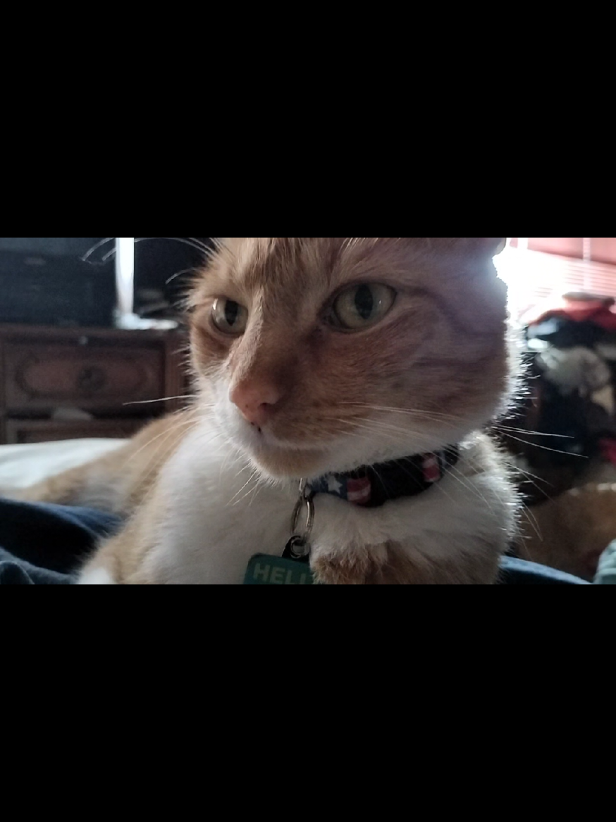 #PetsOfTikTok #orangecat #oskar #catsoftiktok 