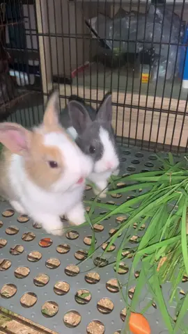 Gemecc🤏🏼  #rabbit #dutchrabbit #fyp #kelinci #lucu #gemesss 