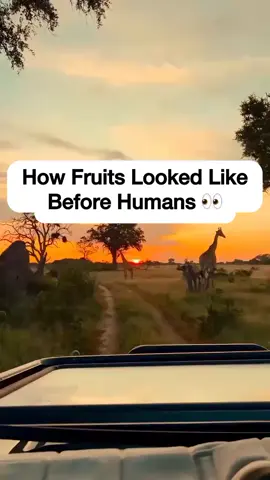 How fruits looked like before Humans 👀 #fyppppppppppppppppppppppp #viral #fyp #viraltiktok #viralvideo #interesting #fruits #foryourpage 