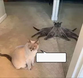 Pare de se comparar #reflexão #pinho #vida #filosofia #hopecore #autoajuda #desenvolvimentopessoal #autodesenvolvimento #conselhos 