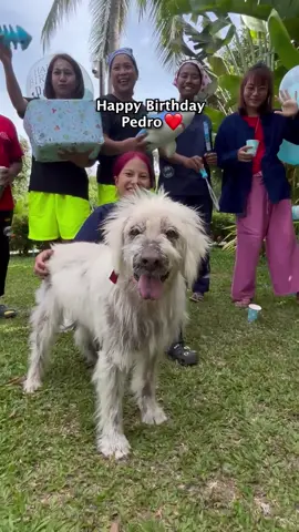 Our senior rescue has spent his whole life on the streets, today we threw him his first ever birthday party with humans that adore him🐾 happy birthday Pedro❤️#streetdogs #dogrescue #dogsoftiktok #dogs #dogrescuer #doglovers #seniordog 