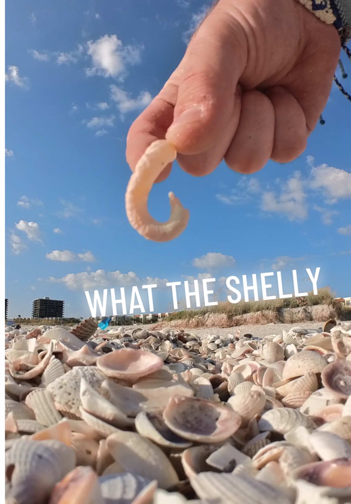 What the Shelly? 🐚 #shells #plasticpollution #beachcleanup #beach 