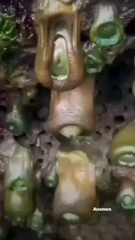#anemon #warm #strangeanimals #whatthisanimals? #amazingvideo 