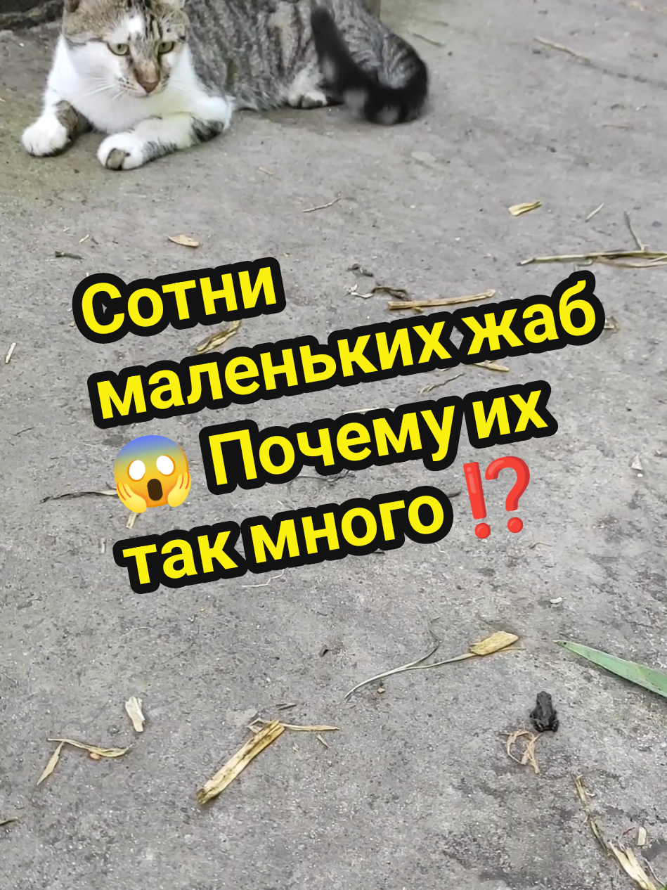 Сотни маленьких жаб 😱 Почему их так много ⁉️ #нашествие #жабы #лягушки #село #нескучноесело 