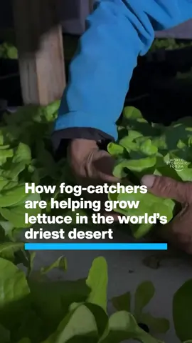 How do you grow greens in a place that gets only 15mm of rainfall a year? There’s a clever method gaining ground in the #Atacama desert in #Chile, where growers have put up 32-metre #fogcatchers - essentially, mesh stretched between two poles. These catch moisture in the air and condense it into water for lettuces and lemons, turning the world’s driest #desert into a fertile environment for #food. Obtaining #water in arid climates is one of the focus areas of the World Economic Forum’s Food Innovation Hub UAE, which works with public and private partners to explore technologies such as desalination and evaporation capture. Tap the link in our bio to learn more.