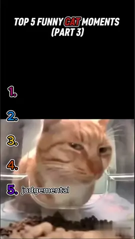 He just point at me 😭😭#catmeme #catsoftiktok #meme #top5 #fyp #viral 