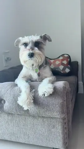 You make life better just by existing 💗 #dogsoftiktok #dogsarefamily #minischnauzer 