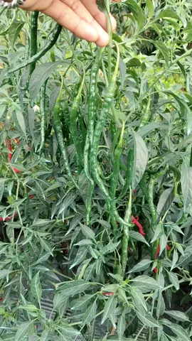 cabai lokal Joker #agromuda #foryou #fyp #petani #indonesia🇮🇩 