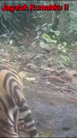 Jagalah Rumahku!! #fypシ #hutan_rumahku