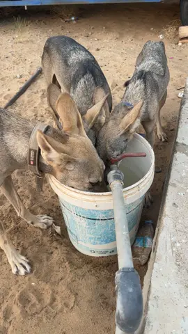 #اكسبلورexplore #الذيب 