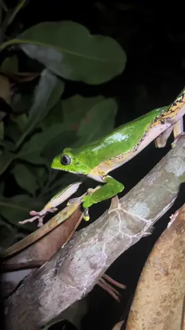 Dude just rollin along!! #peru #monkeyfrog #fyp #jungle #wildlife #viral #nature #entertainment #rainforest 