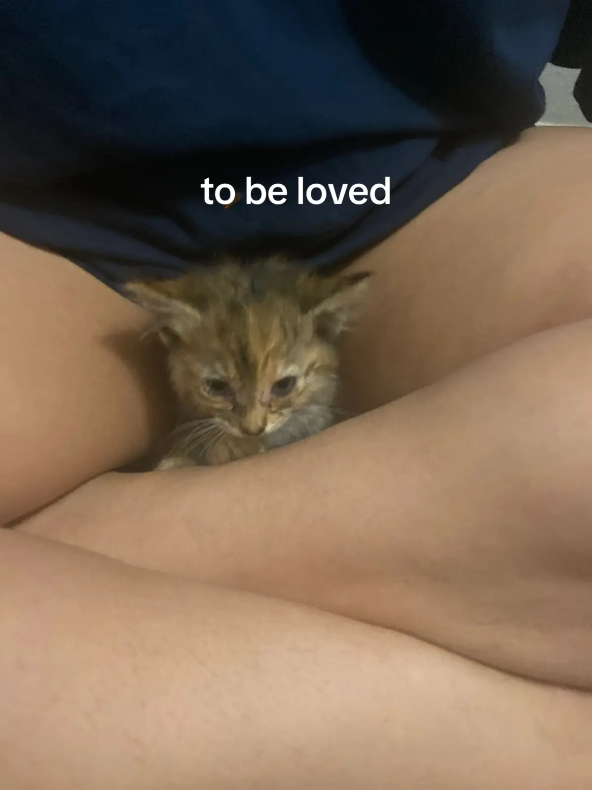 #stray #rescue #catsoftiktok #tortoiseshellcat 