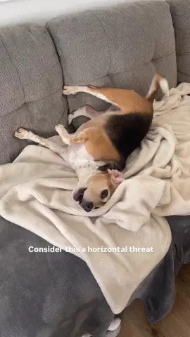 When you’re too comfy to get up, but still gotta let the whole neighborhood know you’re very dangerous 😂🤷🏻‍♂️  #beagles #beagleslife #doglife #dogmom #dogmomlife #californialiving #pets #dogsoftiktok #funnydogs 