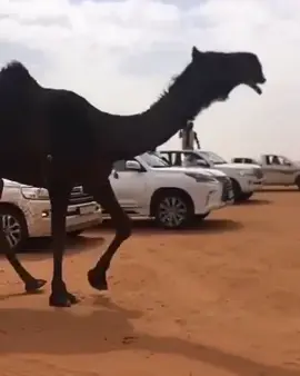 #ارشيف #الذاير