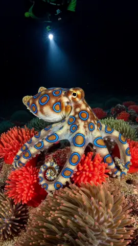Blue-Ringed Octopus – Tiny but Deadly! 🐙💙☠️ #BlueRingedOctopus  #OceanWildlife #MarineLife 