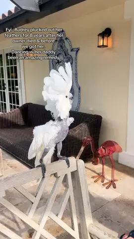 Audrey’s version of a shimmy a day 💔 #birdlove #parrot #cockatoo #PetsOfTikTok #funnydance 