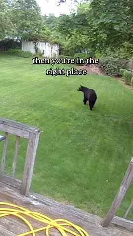 Hope everyone is having a beary-good Friday! 🐻😊 #BearSighting #Wildlife #WildlifeNextDoor #Blink #Nature #OutdoorCamera