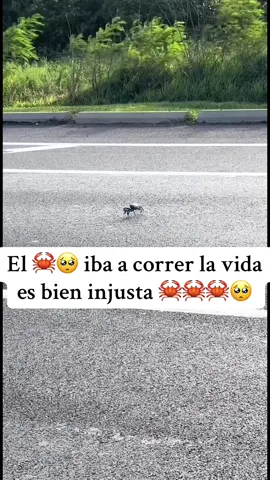 # el quería correr 🥺 y no logro mientras una joven madre, que se encontraba en el área y grabando como muchos de estos pequeños se encontraban en el áre  uno de los pequeños de sus hijos, se quedó viendo a este pequeño cangrejo que cruzaba la calle, cuando a un auto que cruzaba en ese momento 🥺