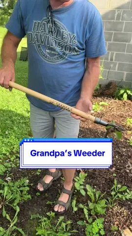 Grandpa’s Weeder! Love this thing! It even gets the roots out! Works really great after a rain! #grandpasweeder #weeder #gardening #weeding #weedingtool #dealsforyoudays #tiktokshopbacktoschool #superbranddaydfyd #dfyd #SuperBrandDay #toptierjuly #creatoricons #ttsthunderbolt #tiktokshopcreatorpicks 