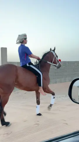 جديد الشيخ😇 #الله_يبارك😉❤️🖐🏻 #خيل_وخياله🐎 #اذكروا_الله #افلح_من_ذكر_الله #الشعب_الصيني_ماله_حل😂😂 #خيل_عربي_اصيل #سباقات_الخيل #شيهانه 