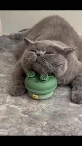 Petopia – Premium pet products for comfort, style, and everyday happiness.🔗LINK IN BIO🔗#Catmassage #pets #Petopia #catowners #viral #catstiktok#dropshippingproducts #makethisviral #trendingproducts  #cat #petproducts #petownersbelike 