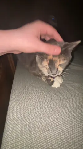 TODAY YOUR NAME IS…😡 #fyp #yesking #yesking😩 #yeskingaudios #cat #cats #catsoftiktok #funny #funnyvideo #funnycat #viralvideo #viral #trending #trend 