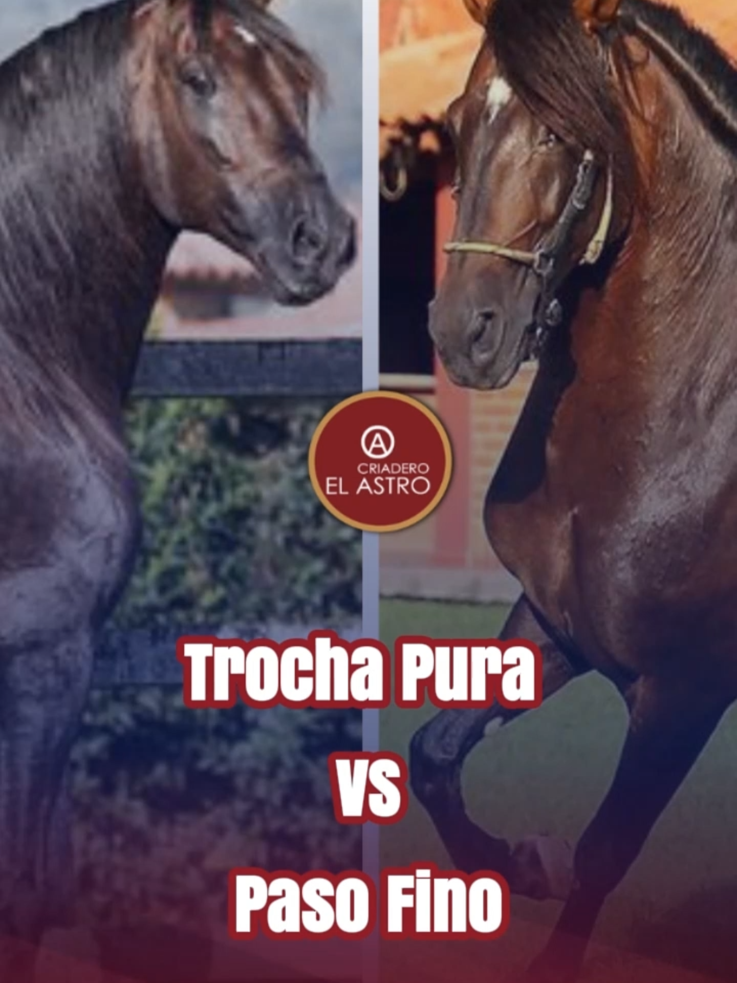 🐴🔥✨ Trocha pura colombiana vs. Paso fino colombiano 🎯 ¿Sabes cuál es la diferencia? Muchos los confunden… pero la trocha y el paso fino son dos andares únicos del caballo criollo colombiano, llenos de historia, técnica y emoción. 💎 El paso fino es puro arte: un andar elegante y suave, corto, rápido, preciso… que se mueve por laterales, encantando con su cadencia perfecta. ⚡ La trocha, en cambio, es pura energía: un andar potente y firme, por diagonales, con movimientos enérgicos e impacto en cada batida. Ambos son exquisitos, espectaculares, y cada uno tiene su personalidad, su ritmo… y su propio encanto. 💬 Tú, que los conoces, ¿con cuál te quedas? ¿Con la elegancia del paso fino o con la potencia de la trocha? 👇 ¡Déjalo en los comentarios y debatamos con respeto y pasión! 👇 #viveapasofino #aprendedelccc #pasofinocolombiano #trochapuracolombiana #trochaygalopecolombiano #troteygalopecolombiano #exposicionequinagradoa #exposiconequinagradob #reglamentofedequinas