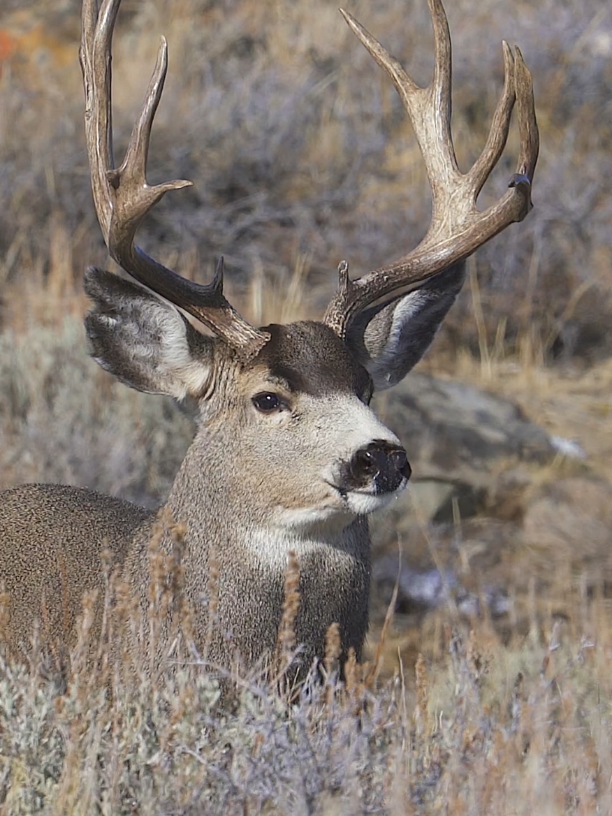 Wind is everything. 🦌 📹 🎥  #wildlifephotography #naturephotography #naturevideos #wildlifeoftiktok #animalsoftiktok #natureaddict #natureadventure #trending #deer #buck #wildlife #wildlifevideos #wildlifefilmmaker 