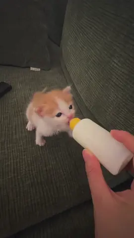 Yummy 🤤 #kitten #cute #babycat #catlover #funnycat #yummy 